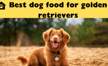 BEST DOG FOOD FOR GOLDEN RETRIEVERS