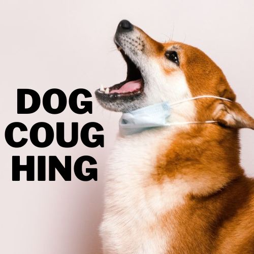 Dog coughing and sneezing : Causes, Treatments, and When to Worry