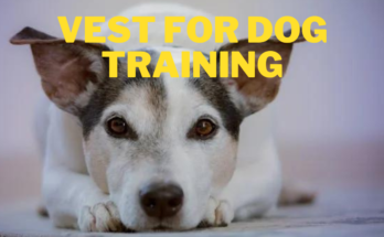 VEST FOR DOG TRAINING