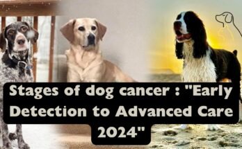 Stages of dog cancer : "Early Detection to Advanced Care 2024"