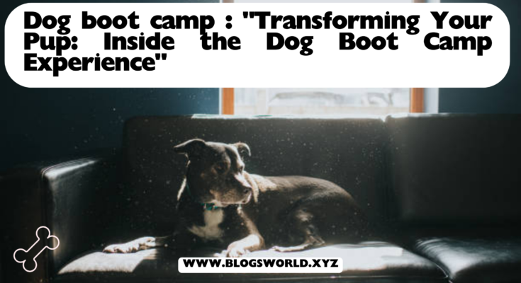 Dog boot camp : "Transforming Your Pup: Inside the Dog Boot Camp Experience"