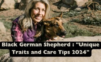 Black German Shepherd : "Unique Traits and Care Tips 2024"