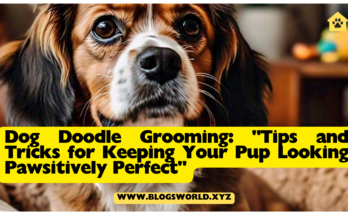 Dog Doodle Grooming: