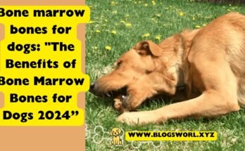 Bone marrow bones for dogs