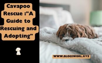 Cavapoo Rescue