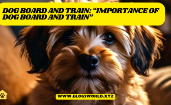 Dog board and train :