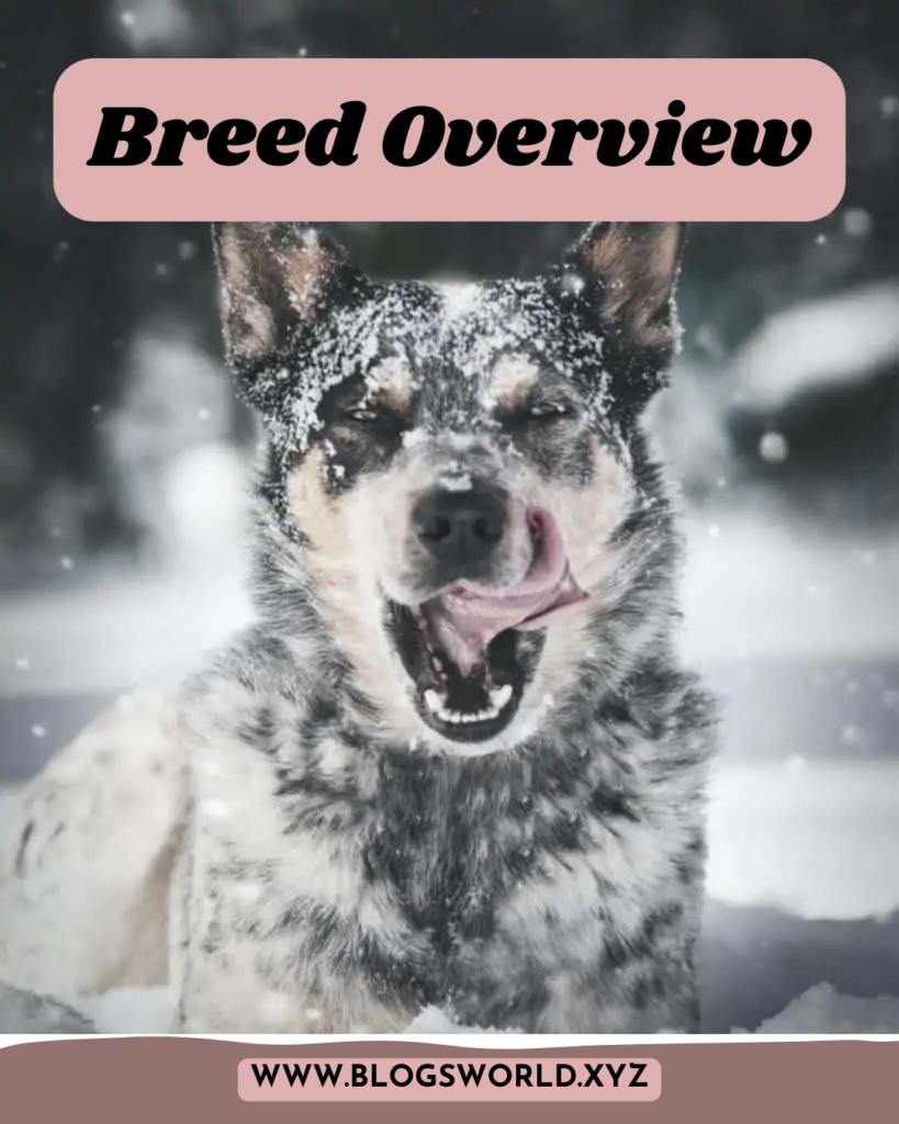 Blue Heeler Mix : Traits, Care Tips, and More in 2024