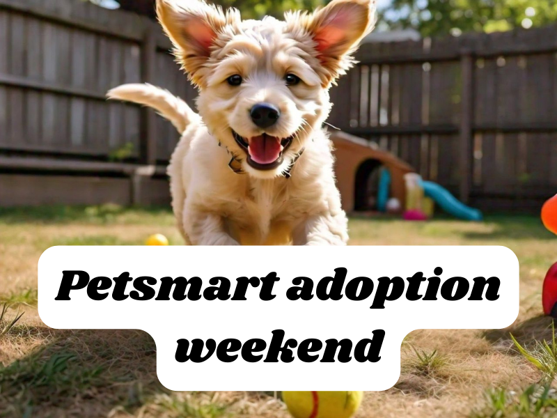 Petsmart adoption weekend: Your Furry Friend 2024!