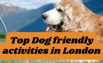 Top Dog friendly activities in London 2024