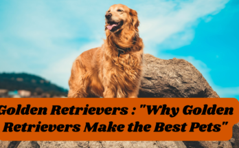 Golden Retrievers : "Why Golden Retrievers Make the Best Pets"