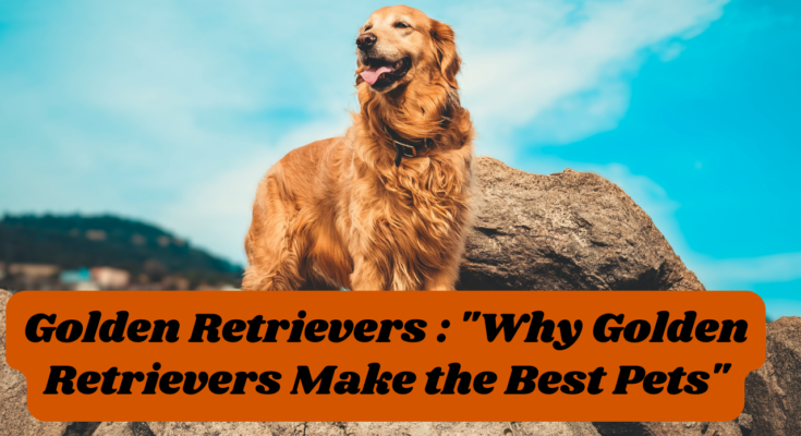 Golden Retrievers : "Why Golden Retrievers Make the Best Pets"