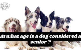 At what age is a dog considered a senior ?