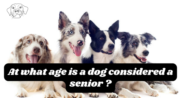 At what age is a dog considered a senior ?