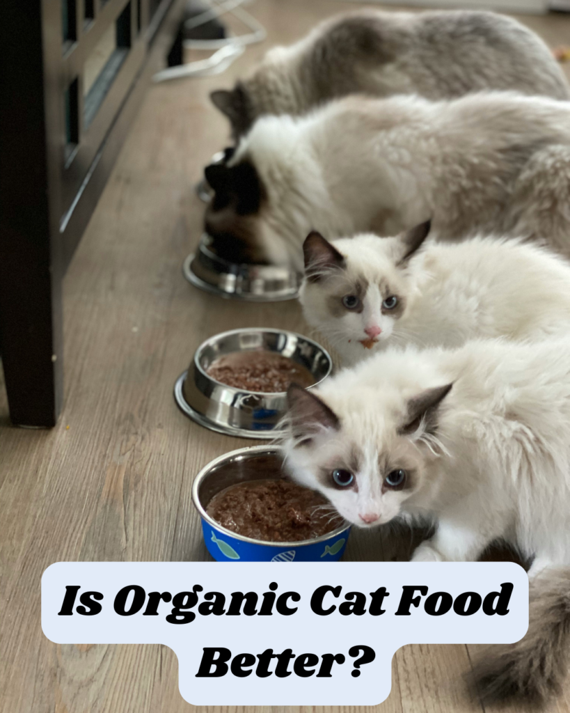 Organic Cat Food