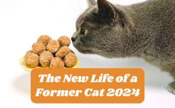 Farmer cat: The New Life of a Former Cat 2024