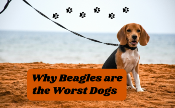 Why Beagles are the Worst Dogs 2024