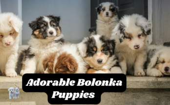 Bolonka puppies 2024: Adorable Bolonka Puppies