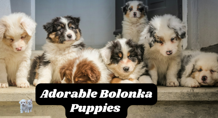 Bolonka puppies 2024: Adorable Bolonka Puppies