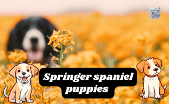 Springer spaniel puppies