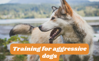 Training for aggressive dogs