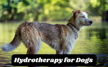 Hydrotherapy for Dogs