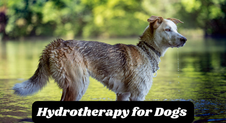 Hydrotherapy for Dogs