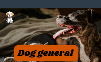 Dog general