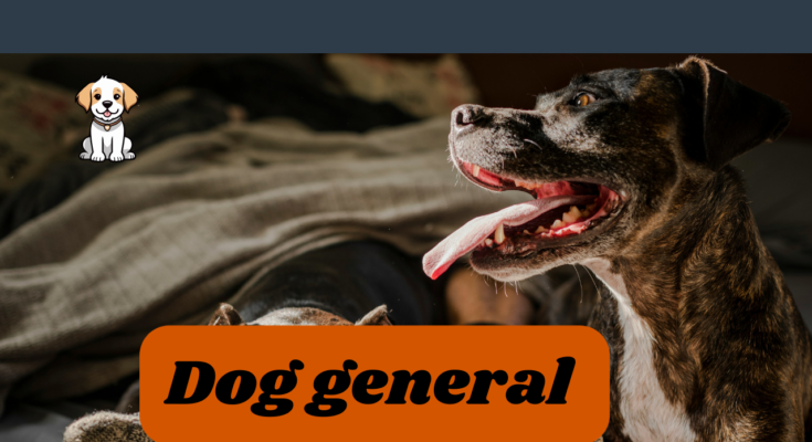 Dog general