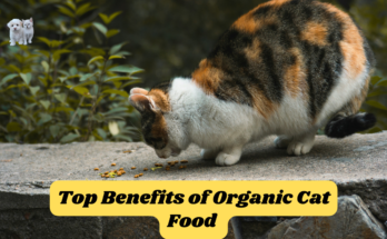 Top 7 Benefits of Organic Cat Food