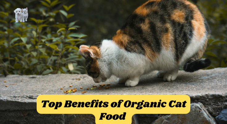 Top 7 Benefits of Organic Cat Food