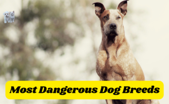 Dangerous Dog Breeds