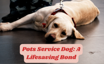 Pots Service Dog