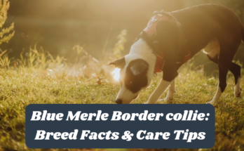 Blue Merle Border collie: Breed Facts & Care Tips