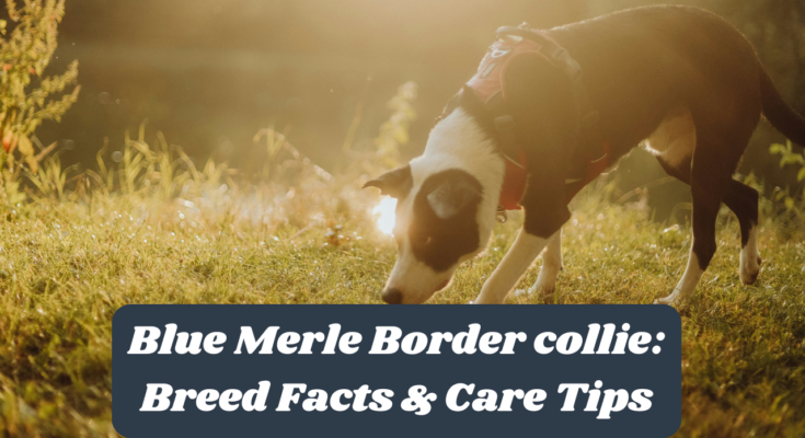 Blue Merle Border collie: Breed Facts & Care Tips