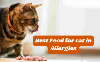 Best Food for cat in Allergies