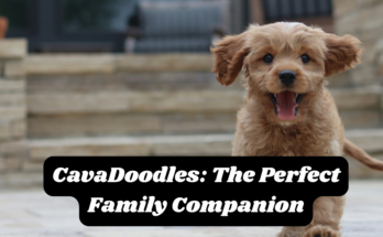 CavaDoodles: The Perfect Family Companion