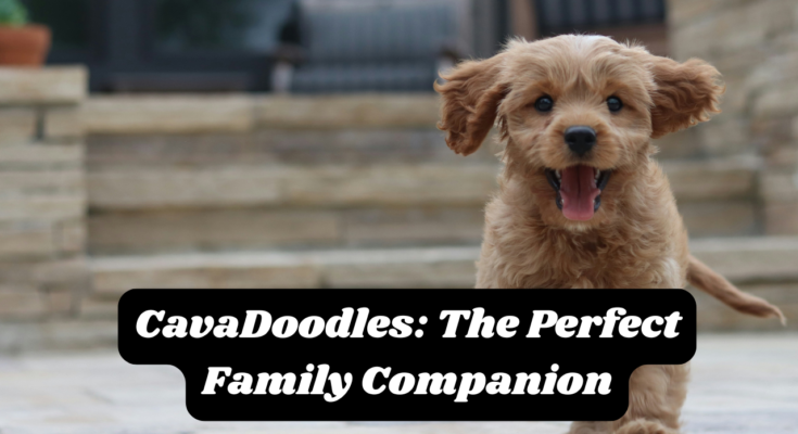 CavaDoodles: The Perfect Family Companion