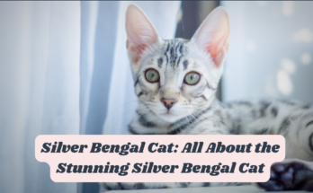 Silver Bengal Cat: All About the Stunning Silver Bengal Cat