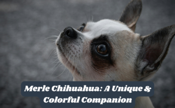 Merle Chihuahua: A Unique & Colorful Companion