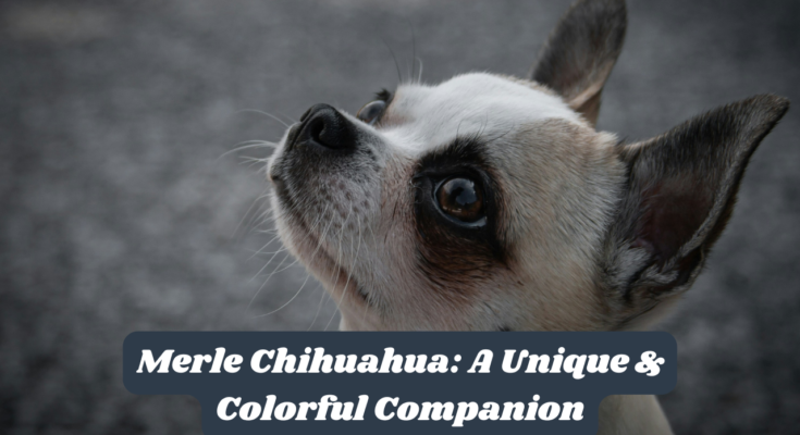 Merle Chihuahua: A Unique & Colorful Companion