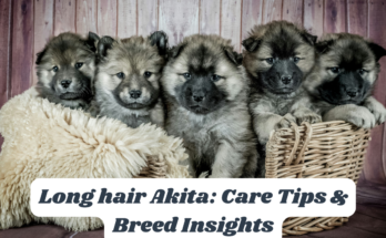 Long hair Akita: Care Tips & Breed Insights