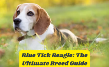 Blue Tick Beagle: The Ultimate Breed Guide