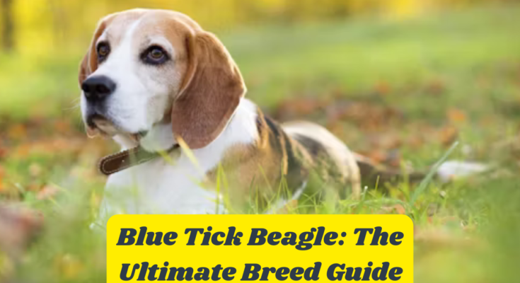 Blue Tick Beagle: The Ultimate Breed Guide